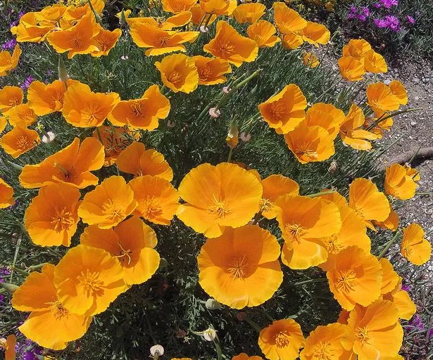 今年八月你应该种植的室内和室外花卉