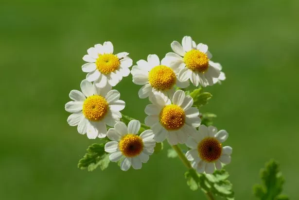 今年八月你应该种植的室内和室外花卉