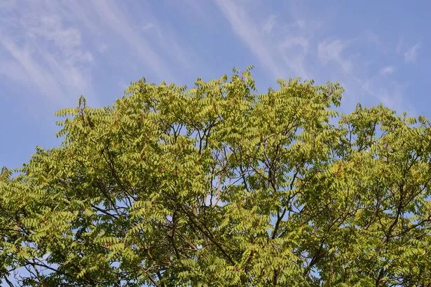 像日本结缕草一样迅速传播的入侵植物——除掉它们
